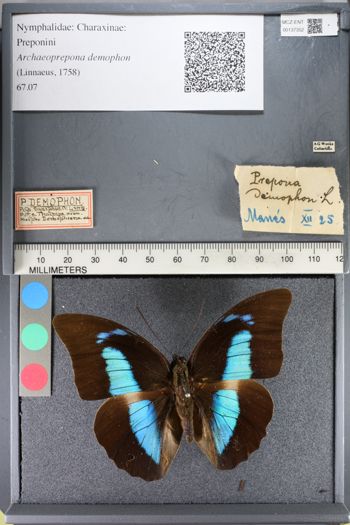 Media type: image;   Entomology 137352